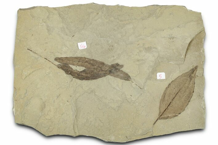 Fossil Leaf Plate - Green River Formation, Utah #325571